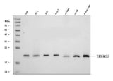 Anti-TMEM65 Antibody Picoband® Boster Bio
