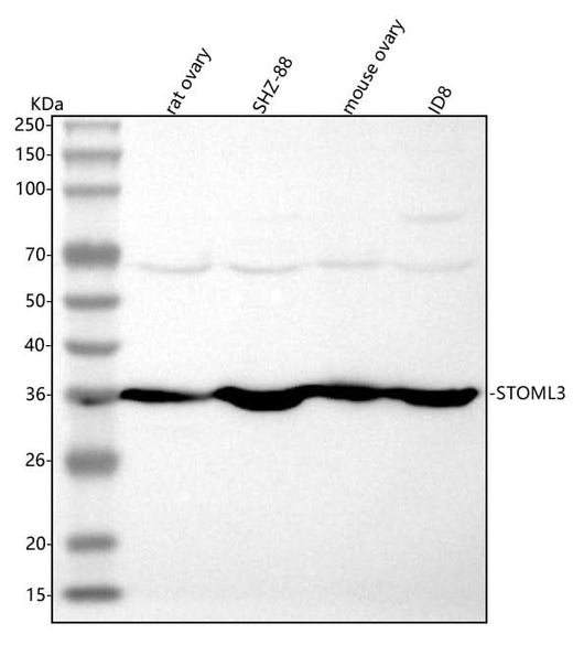 Anti-STOML3 Antibody Picoband® Boster Bio