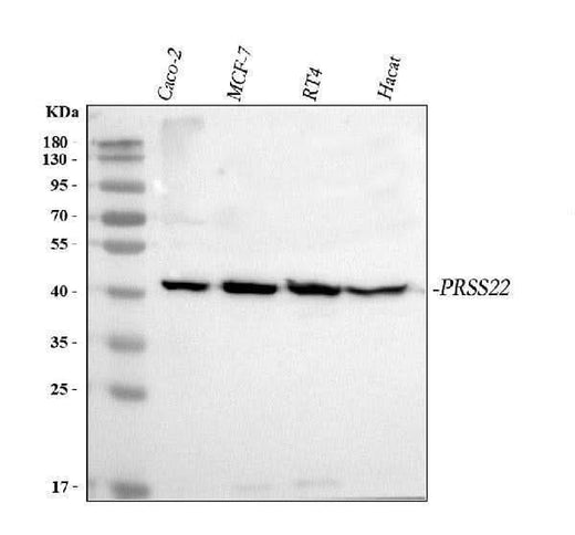 Anti-PRSS22 Antibody Picoband® Boster Bio