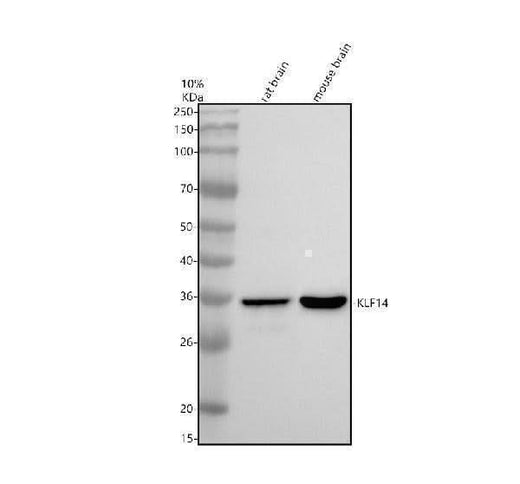 Anti-SP6/KLF14 Antibody Picoband® Boster Bio