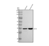 Anti-SP6/KLF14 Antibody Picoband® Boster Bio