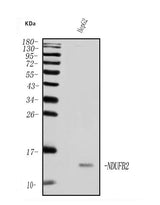 Anti-NDUFB2 Antibody Picoband® Boster Bio