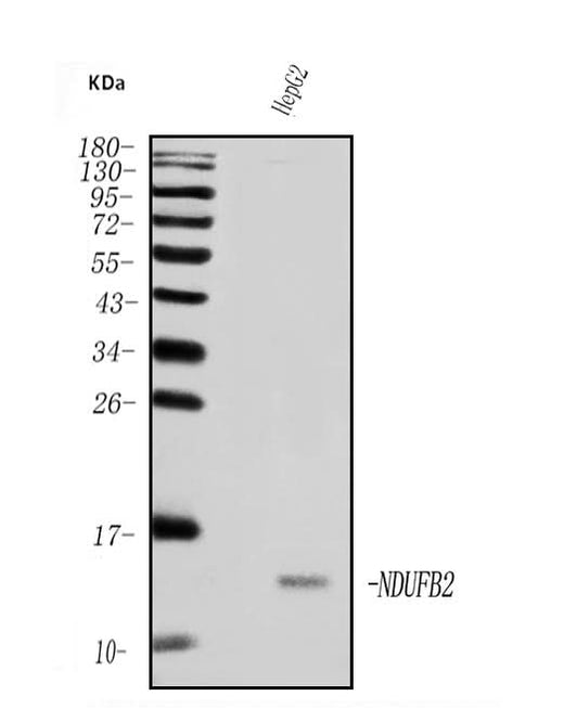 Anti-NDUFB2 Antibody Picoband® Boster Bio