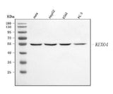 Anti-REXO4 Antibody Picoband® Boster Bio
