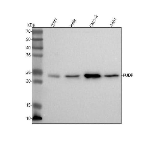 Anti-PUDP Antibody Picoband® Boster Bio