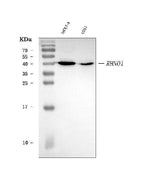 Anti-RHNO1 Antibody Picoband® Boster Bio