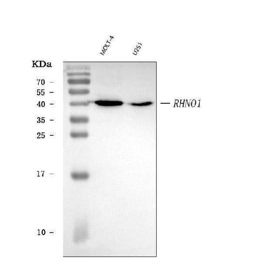 Anti-RHNO1 Antibody Picoband® Boster Bio