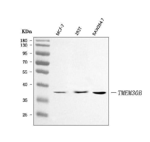 Anti-TMEM30B Antibody Picoband® Boster Bio