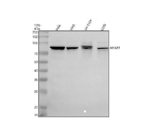Anti-NYAP2 Antibody Picoband® Boster Bio