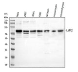 Anti-LMF2 Antibody Picoband® Boster Bio