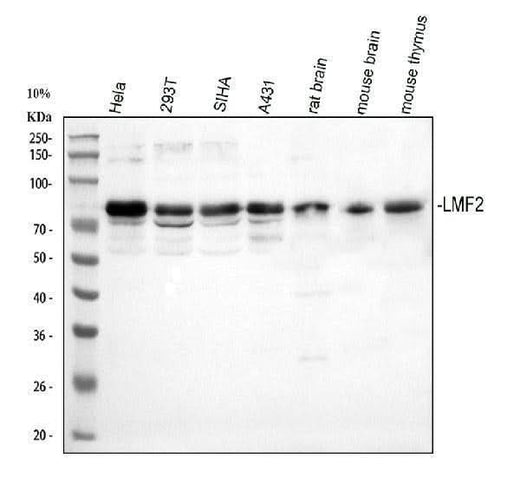 Anti-LMF2 Antibody Picoband® Boster Bio