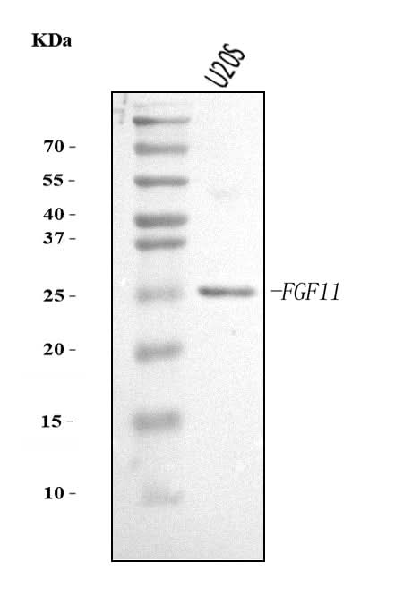 Anti-FGF11 Antibody Picoband® Boster Bio