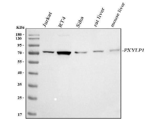 Anti-PXYLP1 Antibody Picoband® Boster Bio