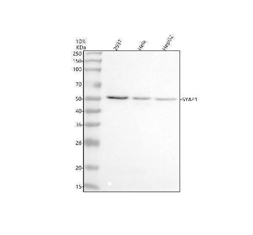 Anti-SYAP1 Antibody Picoband® Boster Bio
