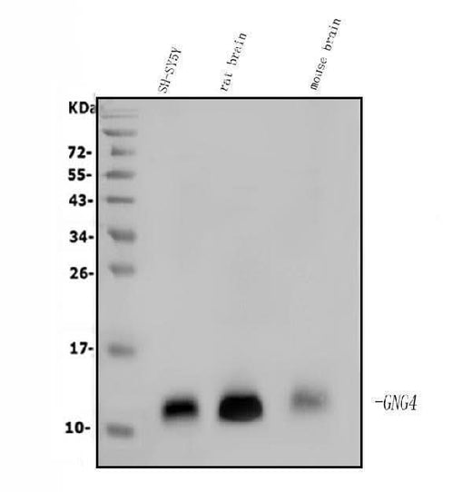 Anti-GNG4 Antibody Picoband® Boster Bio