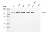 Anti-SWAN/RBM12 Antibody Picoband® Boster Bio