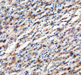 Anti-SLC25A47 Antibody Boster Bio