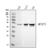 Anti-MFAP3 Antibody Picoband® Boster Bio
