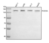 Anti-PCDHA6 Antibody Picoband® Boster Bio