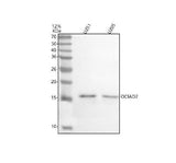 Anti-OCIAD2 Antibody Picoband® Boster Bio