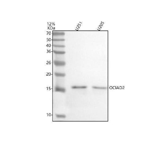 Anti-OCIAD2 Antibody Picoband® Boster Bio
