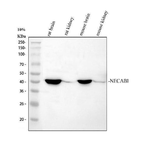 Anti-NECAB1 Antibody Picoband® Boster Bio