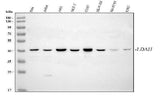 Anti-LDAH Antibody Picoband® Boster Bio