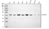 Anti-LDAH Antibody Picoband® Boster Bio