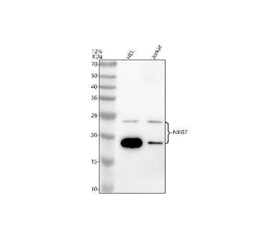 Anti-NKG7 Antibody Picoband® Boster Bio