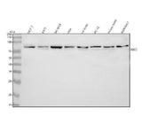 Anti-IQCE Antibody Picoband® Boster Bio