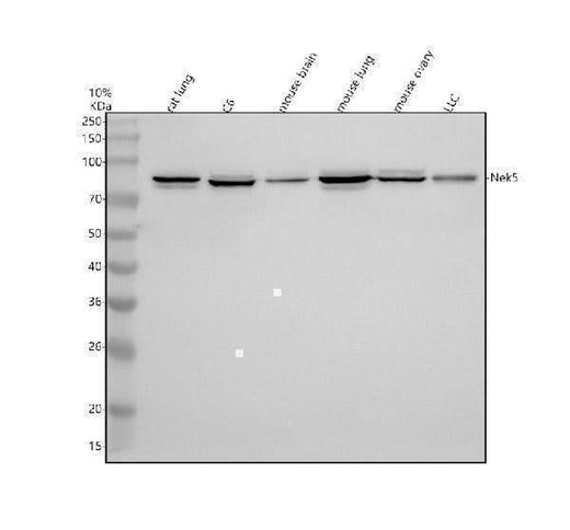 Anti-NEK5 Antibody Picoband® Boster Bio