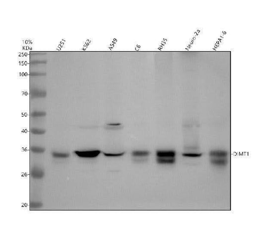 Anti-DIMT1 Antibody Picoband® Boster Bio