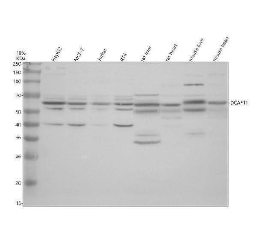 Anti-DCAF11 Antibody Picoband® Boster Bio