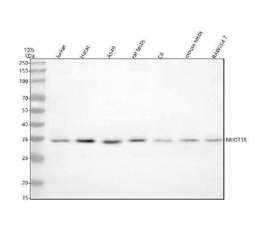 Anti-NUDT18 Antibody Picoband® Boster Bio