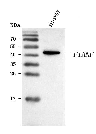 Anti-PIANP Antibody Picoband® Boster Bio