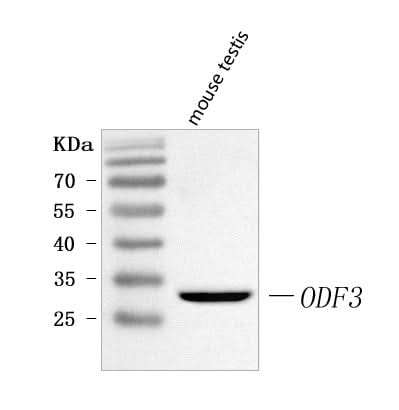 Anti-ODF3 Antibody Picoband® Boster Bio
