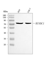 Anti-RUNDC1 Antibody Picoband® Boster Bio
