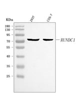 Anti-RUNDC1 Antibody Picoband® Boster Bio