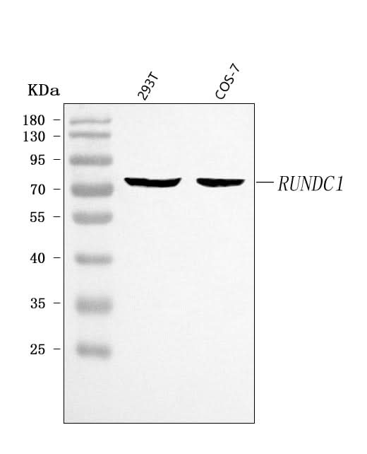 Anti-RUNDC1 Antibody Picoband® Boster Bio