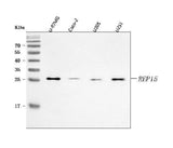 Anti-REP15 Antibody Picoband® Boster Bio