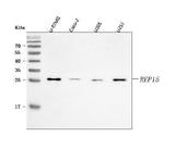 Anti-REP15 Antibody Picoband® Boster Bio