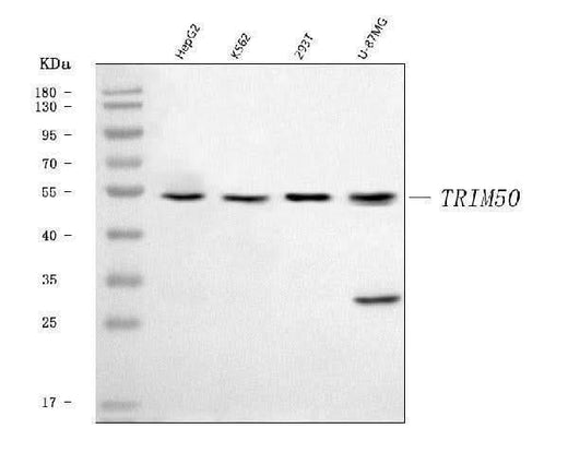 Anti-TRIM50 Antibody Picoband® Boster Bio