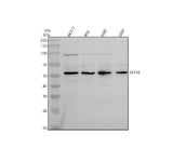 Anti-Synaptotagmin-10/SYT10 Antibody Picoband® Boster Bio