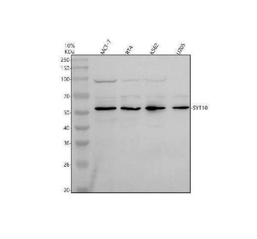 Anti-Synaptotagmin-10/SYT10 Antibody Picoband® Boster Bio