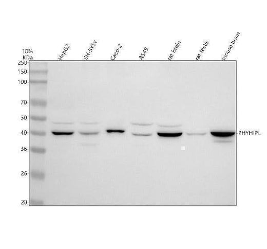 Anti-PHYHIPL Antibody Picoband® Boster Bio