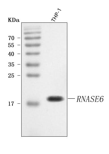 Anti-RNASE6 Antibody Picoband® Boster Bio