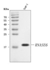 Anti-RNASE6 Antibody Picoband® Boster Bio