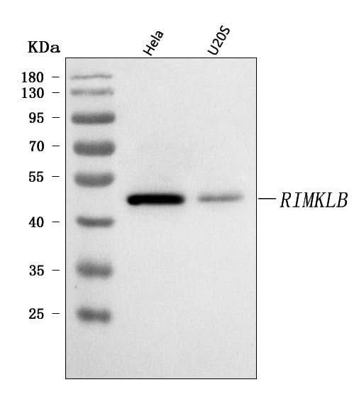 Anti-RIMKLB Antibody Picoband® Boster Bio