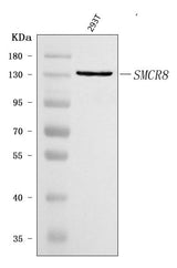 Anti-SMCR8 Antibody Picoband® Boster Bio