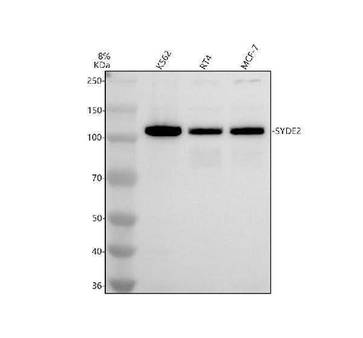 Anti-SYDE2 Antibody Picoband® Boster Bio